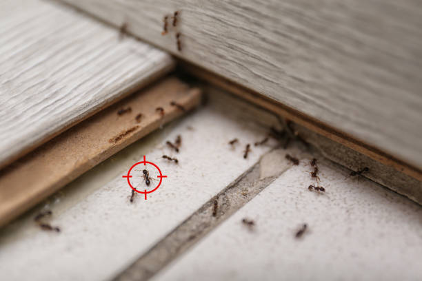 Best Pest Prevention Services  in Minoa, NY