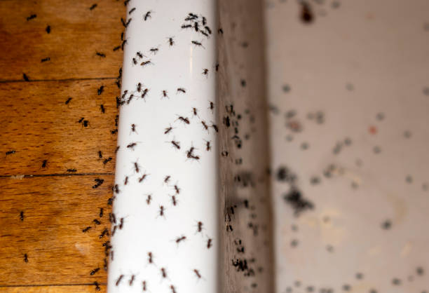 Best Best Pest Control Companies  in Minoa, NY