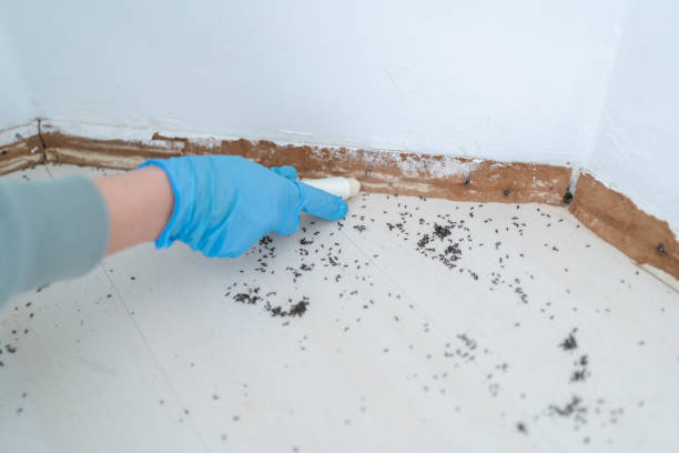 Best Flea Control Services  in Minoa, NY